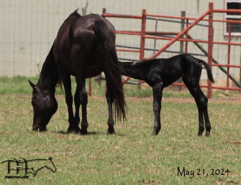 Azuls Bonita Amiga's 2024 Dark Foal